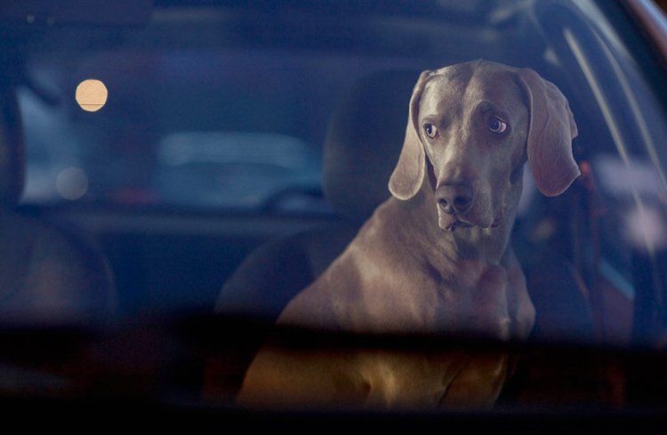 "The Silence of Dogs in Cars"; fot. Martin Usborne